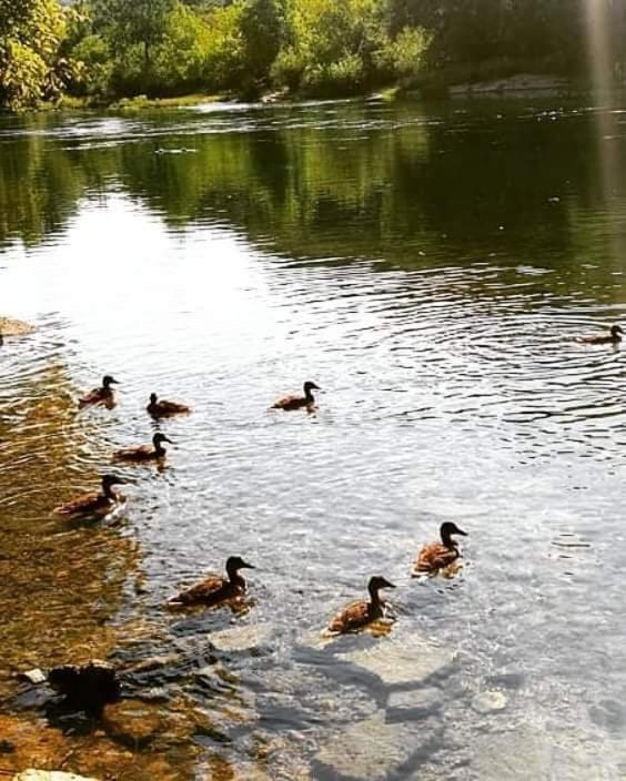 Flora&Fauna Bihać Zewnętrze zdjęcie